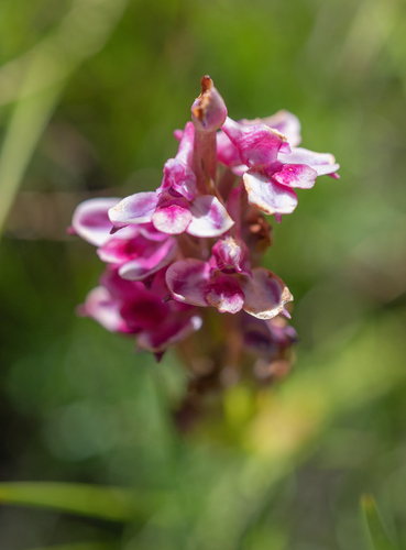 Floodplain Disa (Disa stricta)