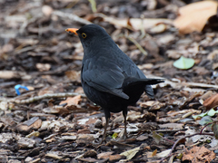 Turdus merula