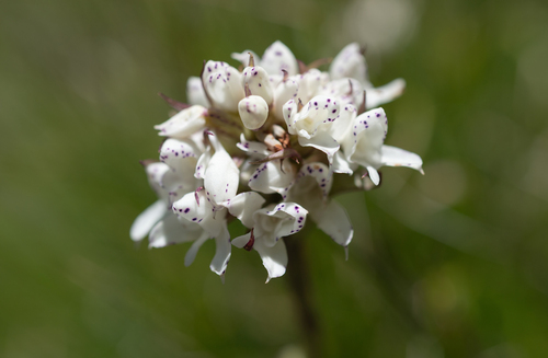 Head Disa (Disa cephalotes)