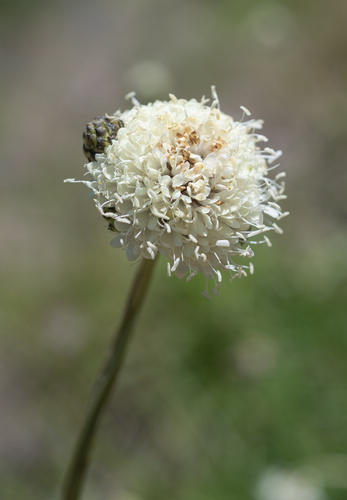 Basalt Mock Scabious (Cephalaria galpiniana)