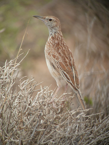 Somali Lark