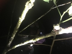 Phyllomedusa tarsius