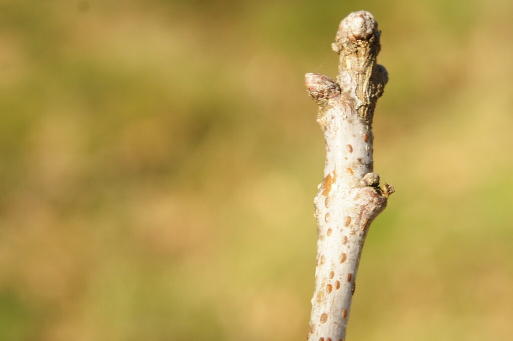 oak soft scale