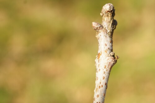 oak soft scale