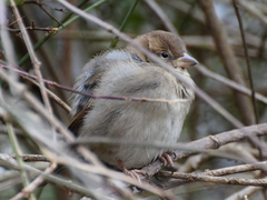 Passer domesticus