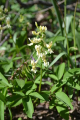 Corydalis cava marschalliana