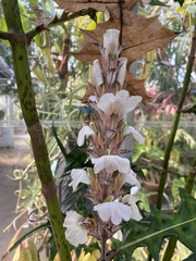 Acanthus montanus