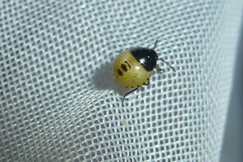 Woundwort Shield Bug, photo 4 of 10