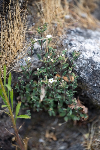 Nama origanifolia (Nama origanifolia)