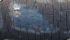 Graphostroma platystomum