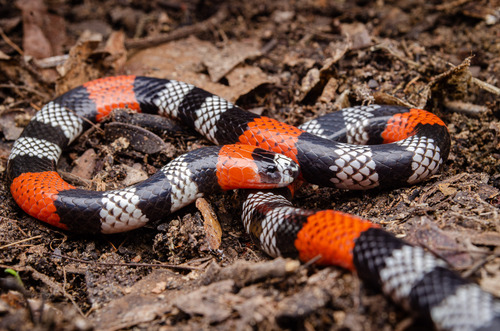 Caetité Coral Snake