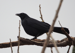 Ptiloxena atroviolacea