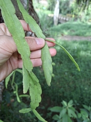 Rhipsalis micrantha, photograph (c) Daniel Mesa, some rights reserved (CC BY)