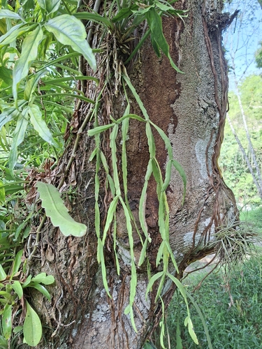 Rhipsalis micrantha, photograph 5