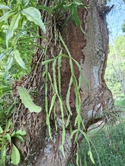Rhipsalis micrantha, photograph (c) Daniel Mesa, some rights reserved (CC BY)