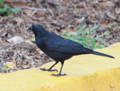 Ptiloxena atroviolacea