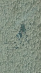 Nephilingis cruentata