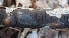 Graphostroma platystomum