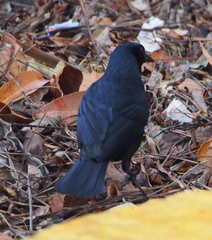 Ptiloxena atroviolacea