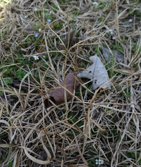 Cynodon dactylon
