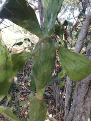 Opuntia caracassana