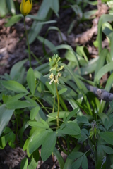Corydalis cava marschalliana