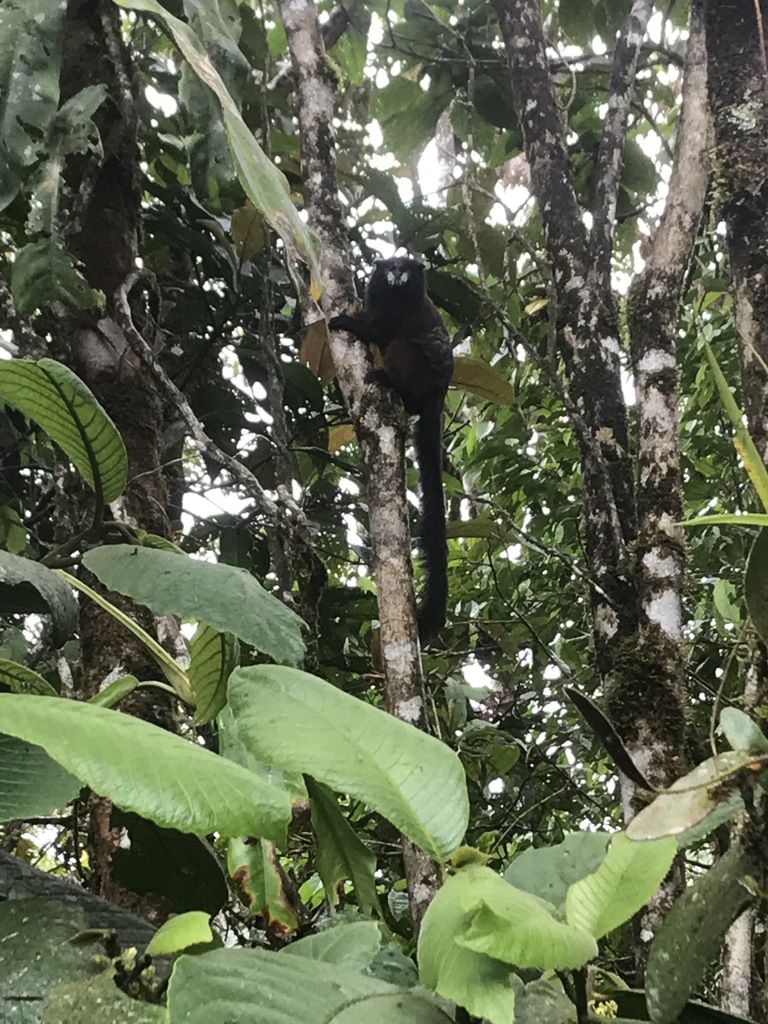 Red-mantle Saddle-back Tamarin