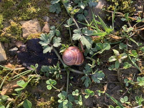 Cepaea nemoralis