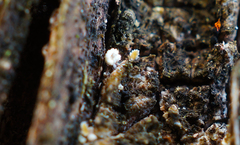 Lachnellula resinaria