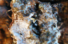 Lachnellula resinaria