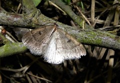 Theria rupicapraria