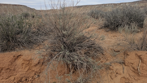 sand sagebrush (Artemisia filifolia)