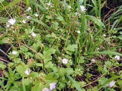 Nemophila phacelioides