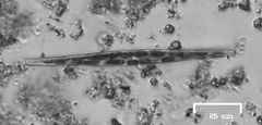 Naviculales
