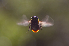 Osca lata