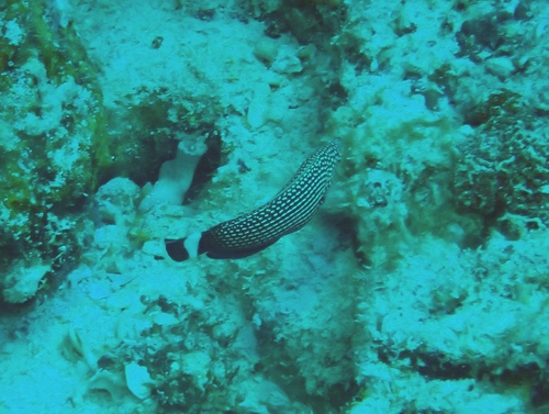 Anampses lineatus observed 2026-02-28