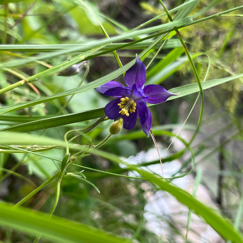 Aquilegia einseleana, photograph 5