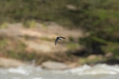 Chaetura cinereiventris