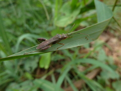 Heteroptera