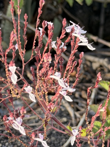 Wavyleaf Rocksage
