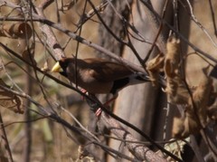 Masked Finch photo 5