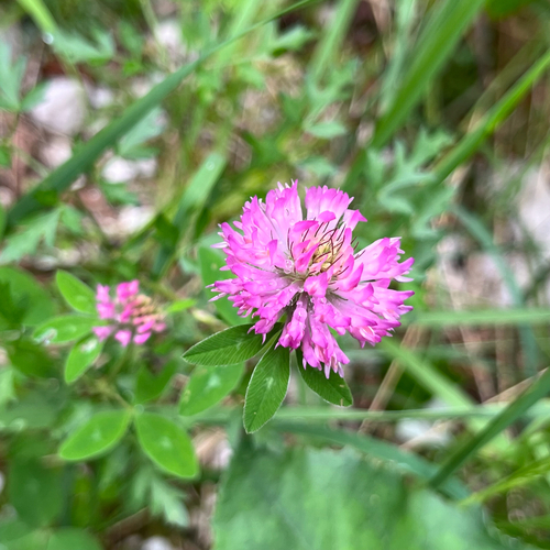 Zigzag Clover (Trifolium medium)