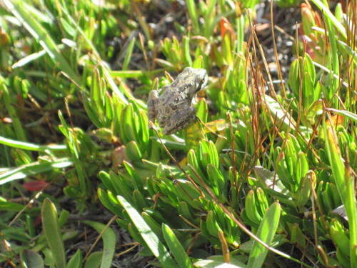 iNaturalist observation photo of Pacific chorus frog