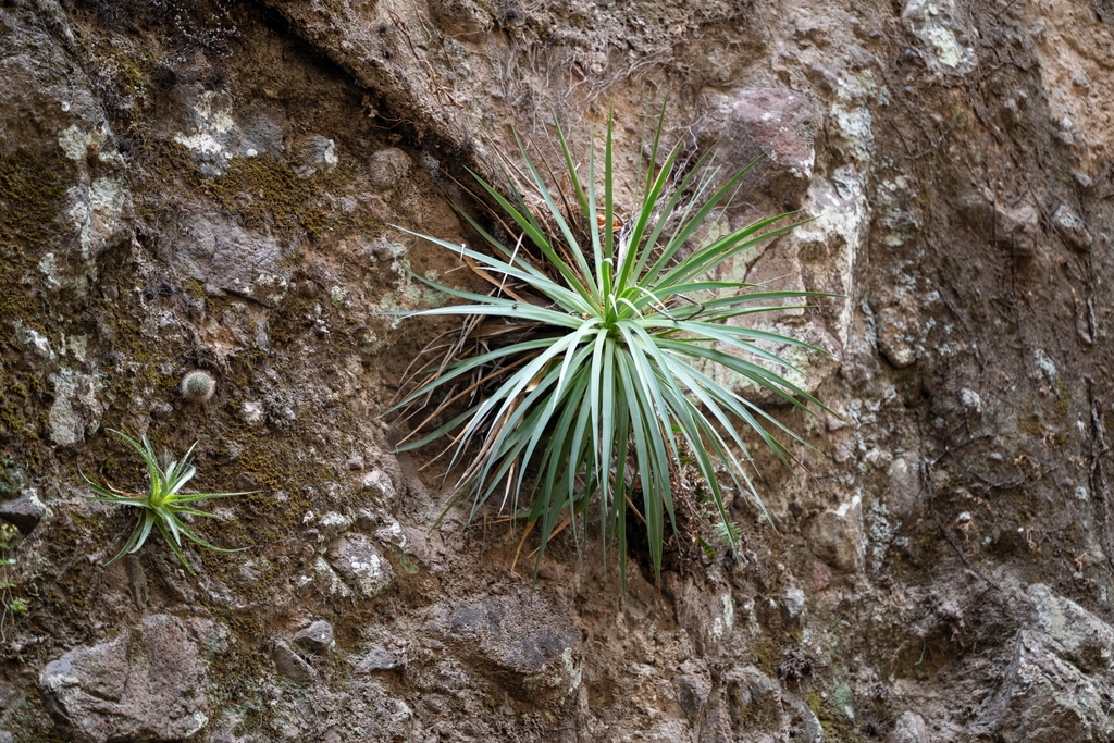 Agave dealbata, Tlaxomulco, 62520 Tepoztlán, Mor., México