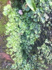 Lunularia cruciata