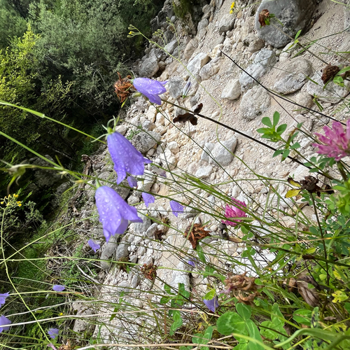 Scheuchzer's bellflower (Campanula scheuchzeri)