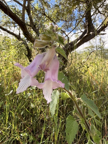 South African foxglove