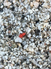 Hemiptera
