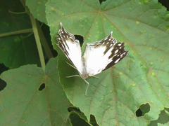 Protogoniomorpha anacardii