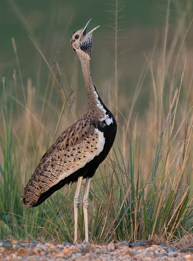 Black Bustard photo